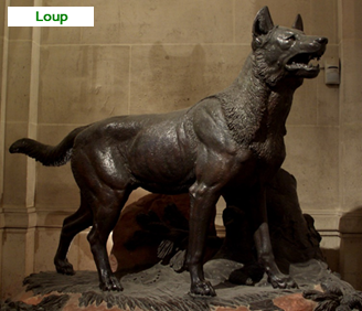 Loup+Bronze+Chantilly++CIMG1211+