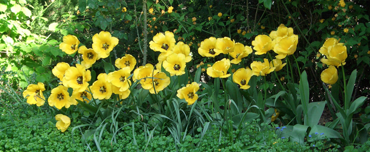 Massif tulipes CIMG2647